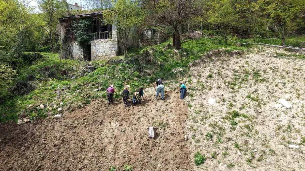 Karadeniz Kadınları Baharla Tarlalarda