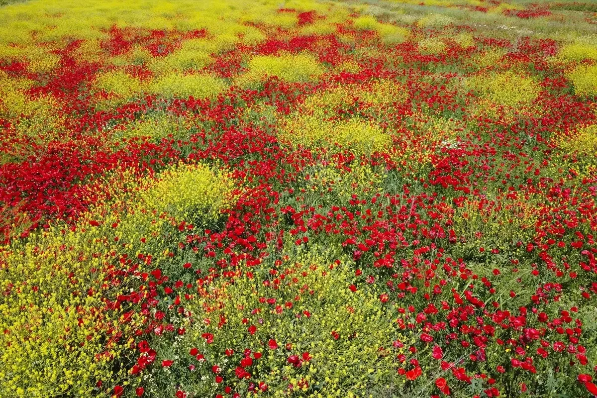 Salihli'de Gelincik Şöleni