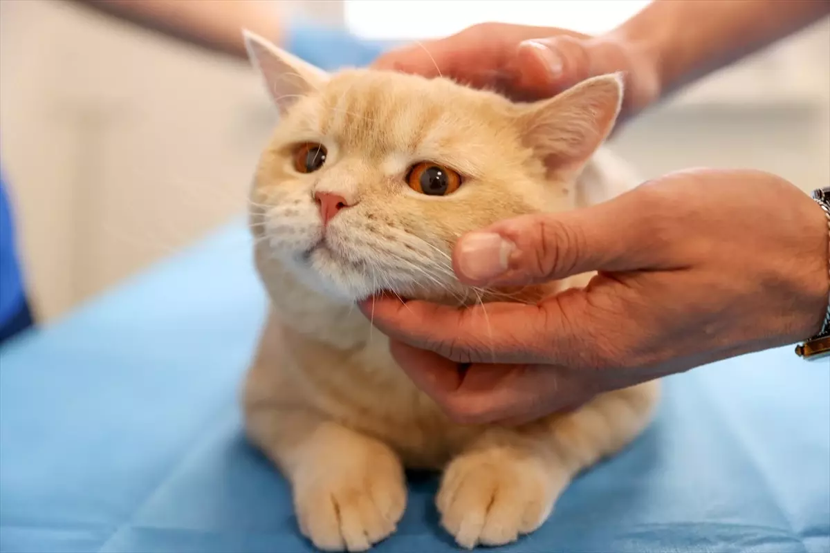 Kedi Hani Hayata Döndü!