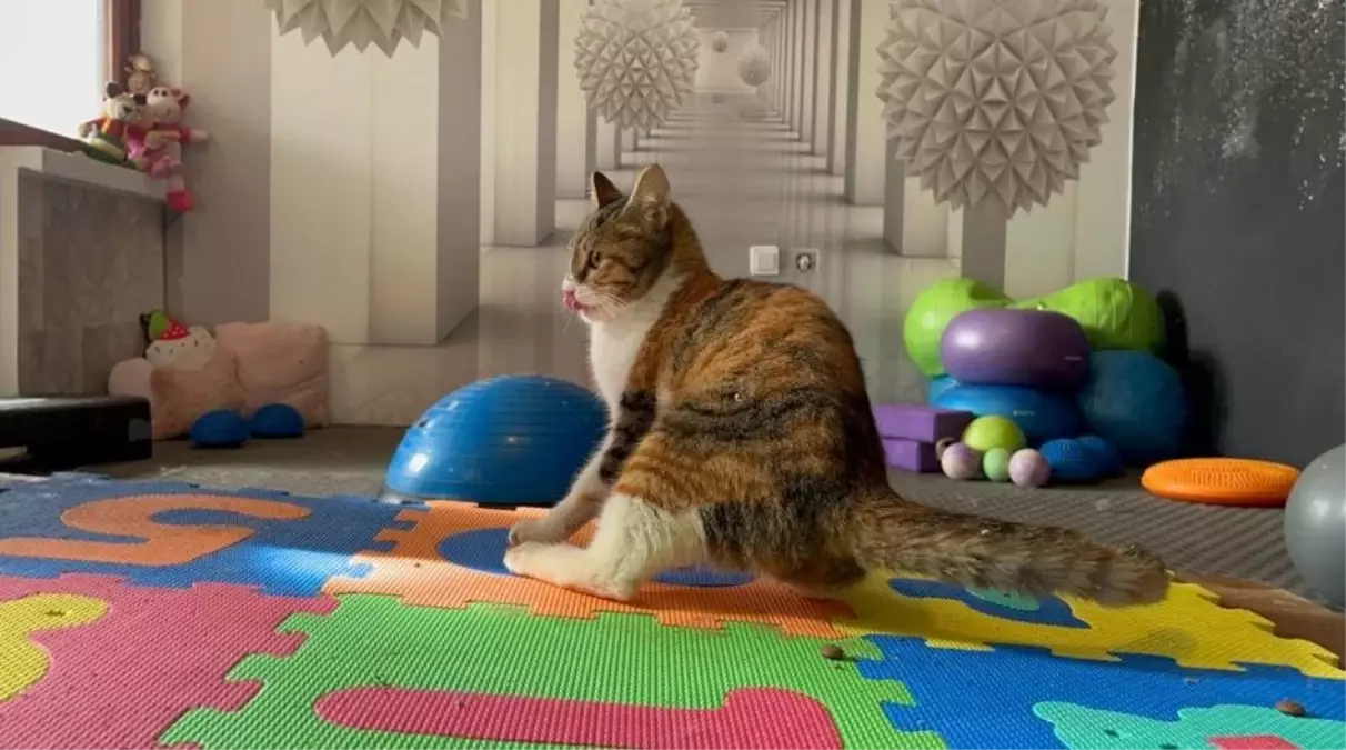 Defne: Depremden Kurtarılan Yaralı Kedi Tedavi Ediliyor