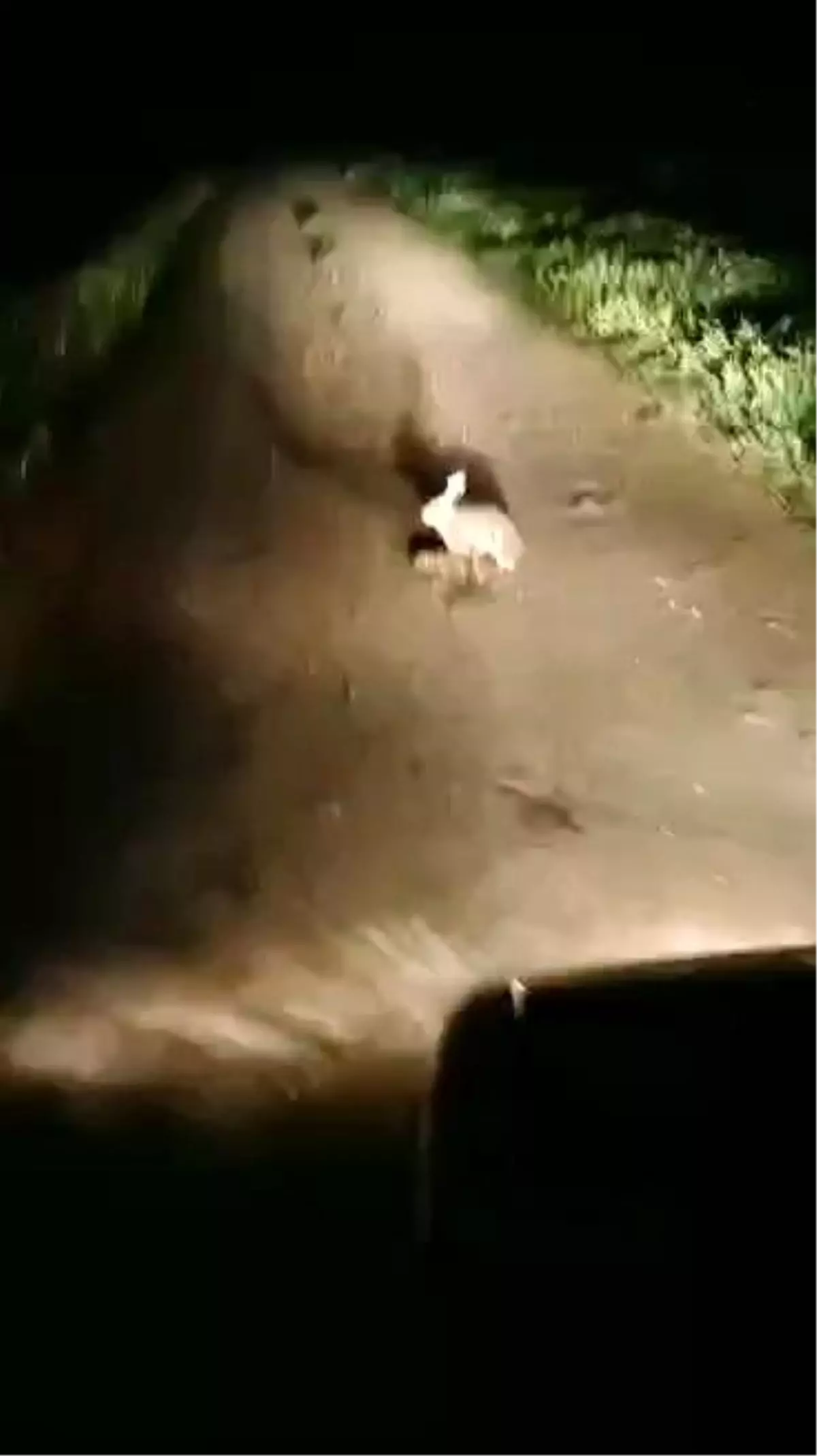 Tavşan Yavrularını Emzirirken Görüntülendi