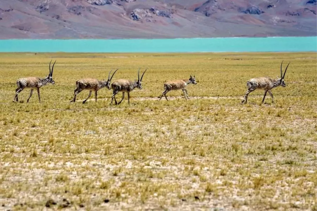 Tibet Antilopları Hoh Xil'e Göç Ediyor