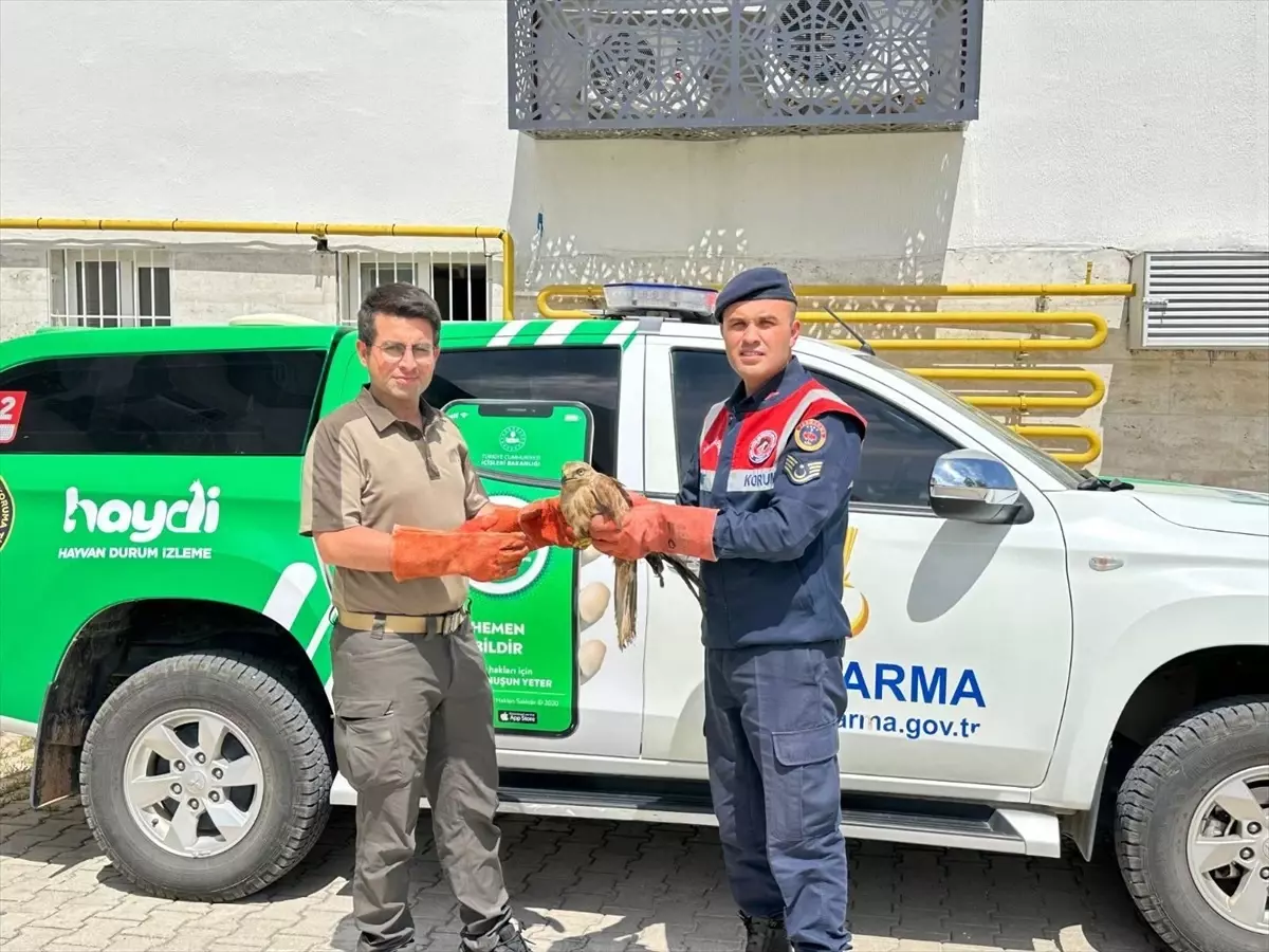 Yaralı Kızıl Şahin Koruma Altında