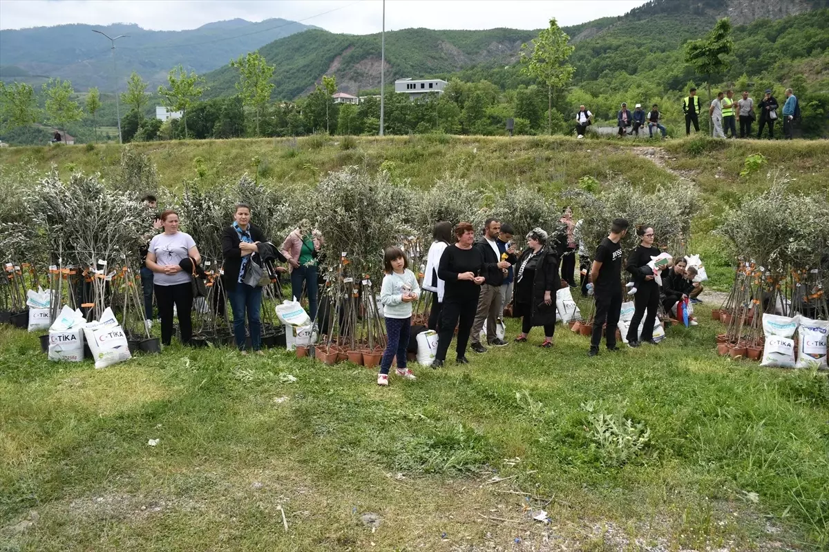 TİKA'dan Arnavutlara Zeytin Fidanı Desteği