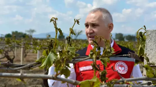 Manisa'da Zirai Don Zararına Karşı Önlemler