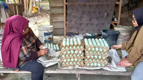 TİKA, Endonezya'da Yumurtalık Çiftliği Kurdu