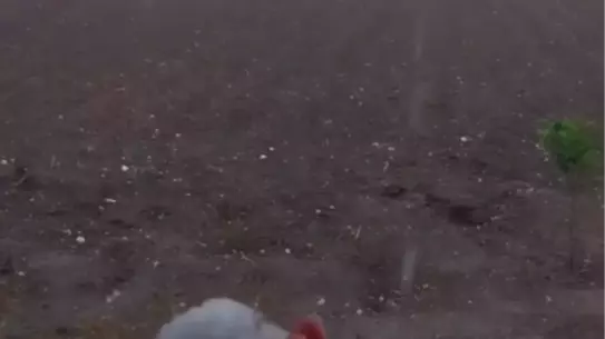 Ceyhan'da Dolu Tarım Arazilerini Vurdu