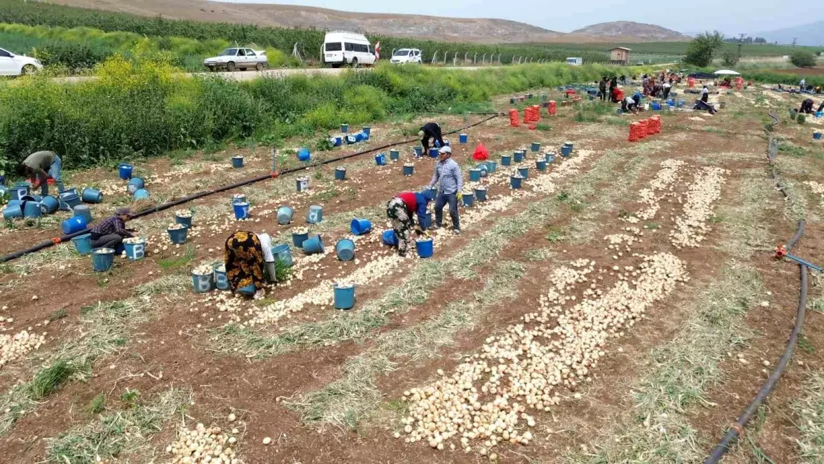 Hatay'da Soğan Hasadı Başladı