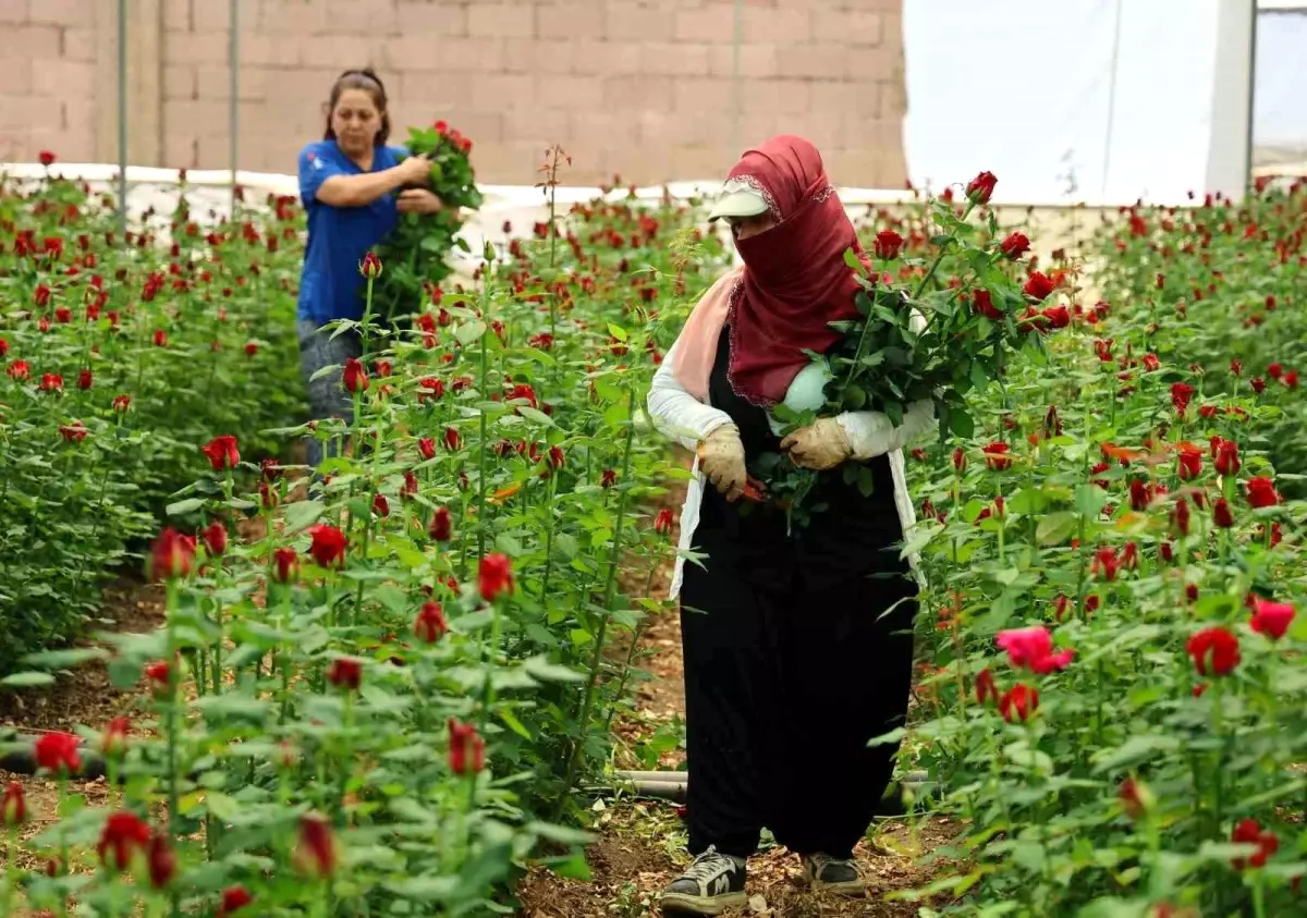 Anneler Günü'nde Gül Fiyatlarında Fark