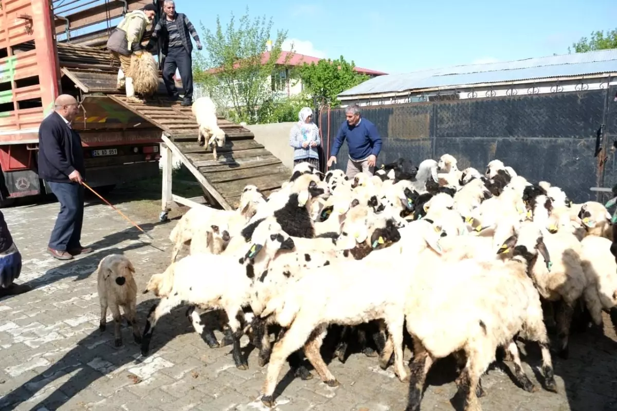Erzincan'da Yayla Göçü Başladı