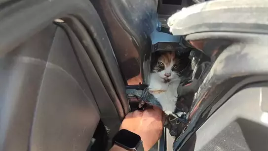 Kedi Yavrusunu İtfaiye Kurtardı