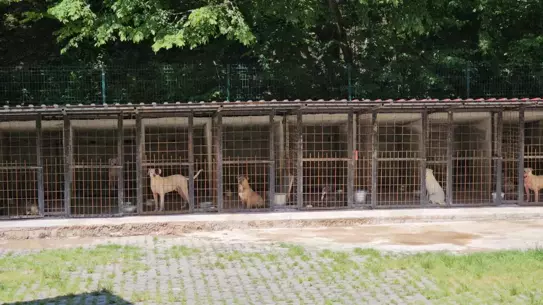 Saldırgan Köpek Uyutuldu, Hayvanseverler Tepki Gösterdi