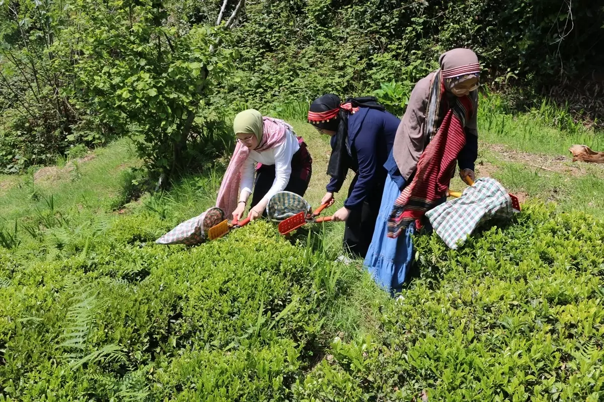 İmam Hatip Öğrencileri Trabzon'da Çay Hasadı Deneyimi