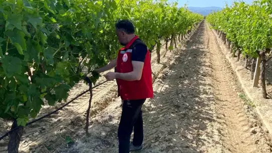 Pestisit Denetimi Başladı