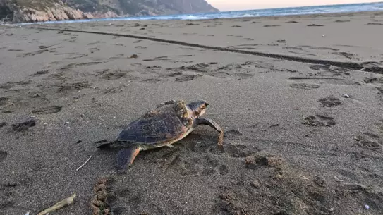 Samandağ'da Ölü Yeşil Deniz Kaplumbağaları Bulundu