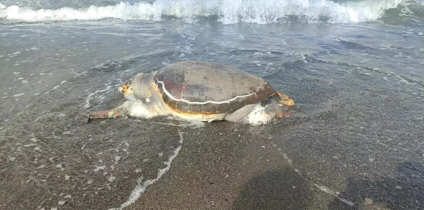 Hatay'da Ölü Caretta Caretta Bulundu