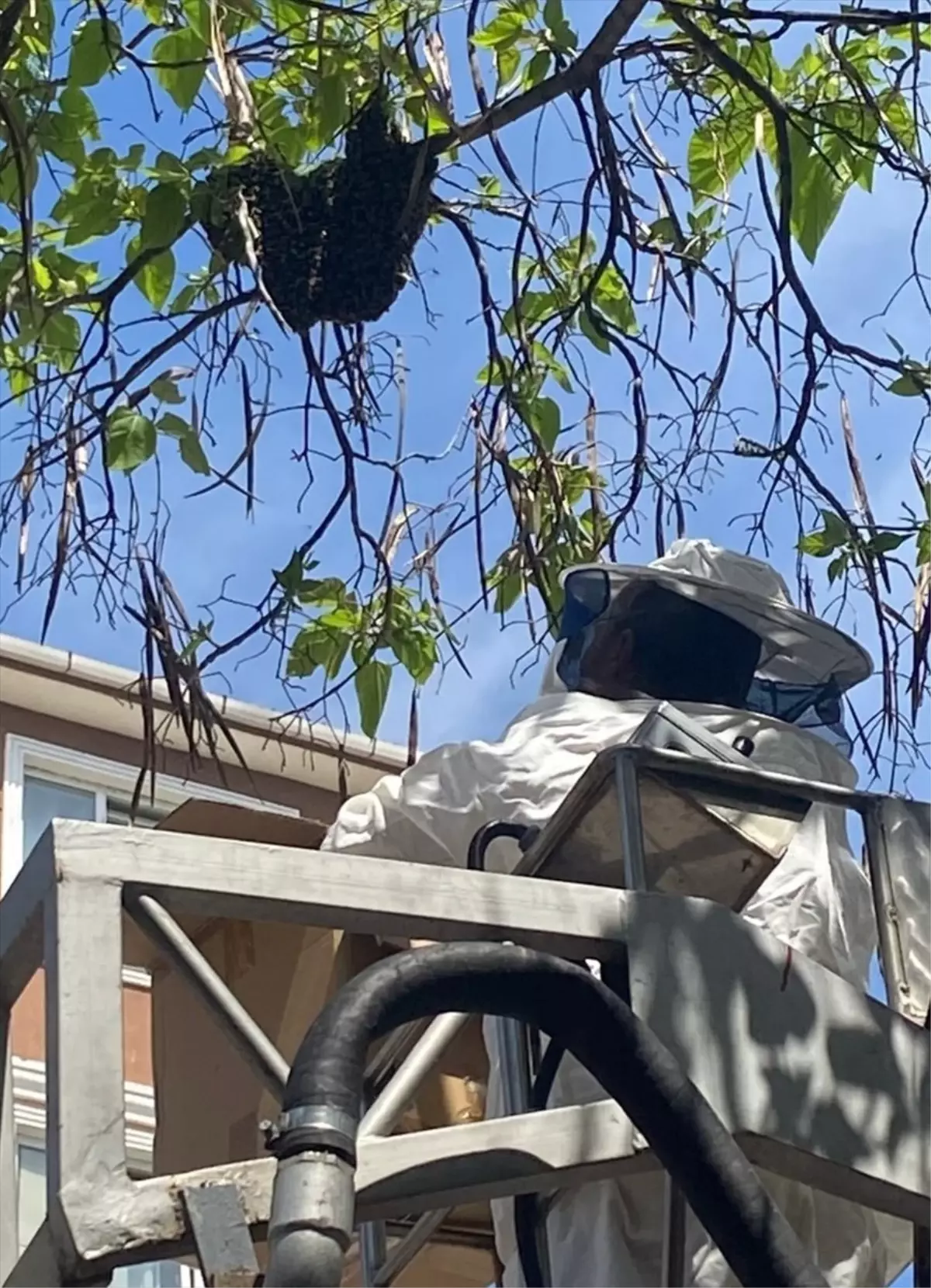 Edirne'de Arı Kurtarma Operasyonu