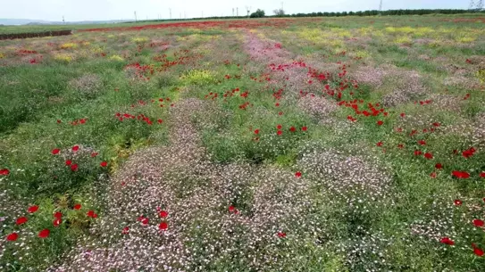 Adıyaman'da Bahar Renk Cümbüşü