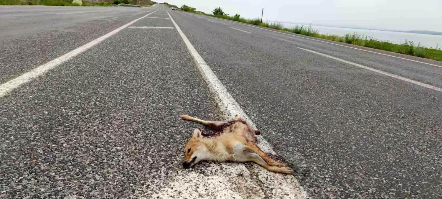 Van'da İki Tilki Araç Çarpmasıyla Hayatını Kaybetti