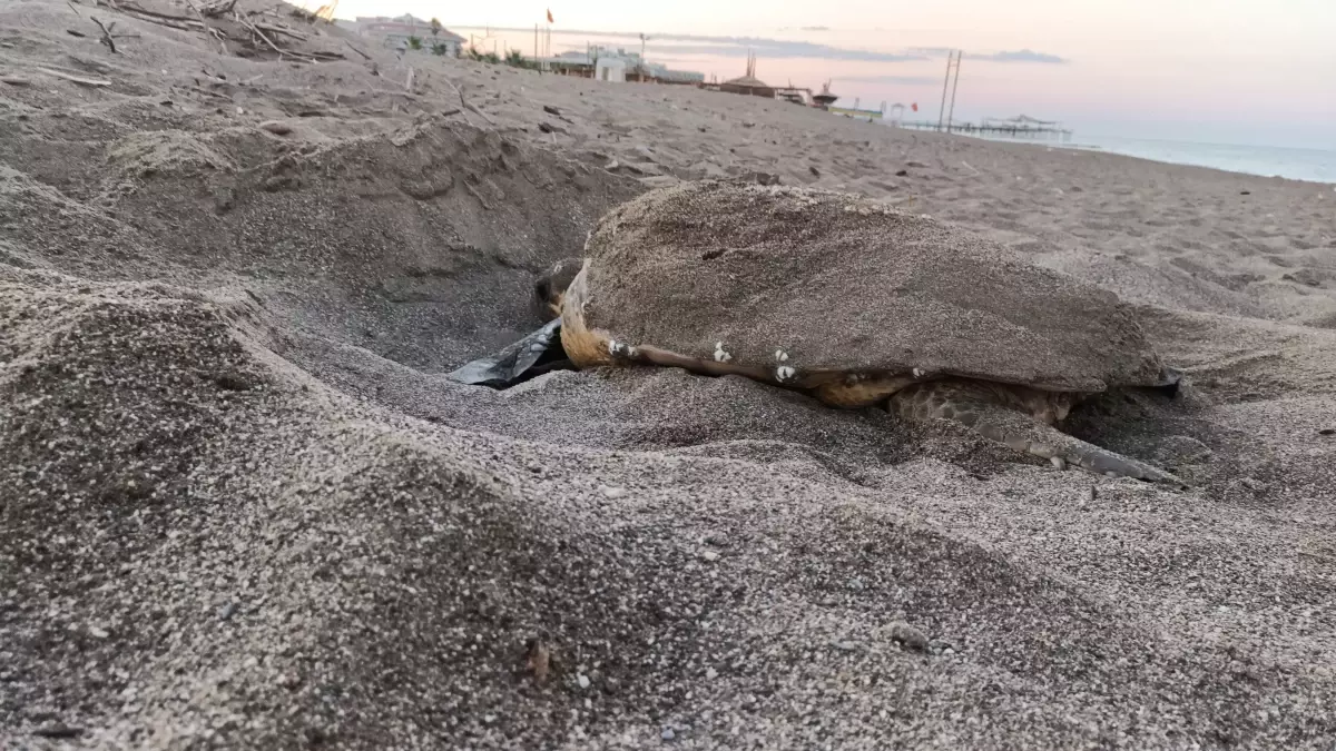 Belek'te Caretta Caretta Yuvaları Oluştu