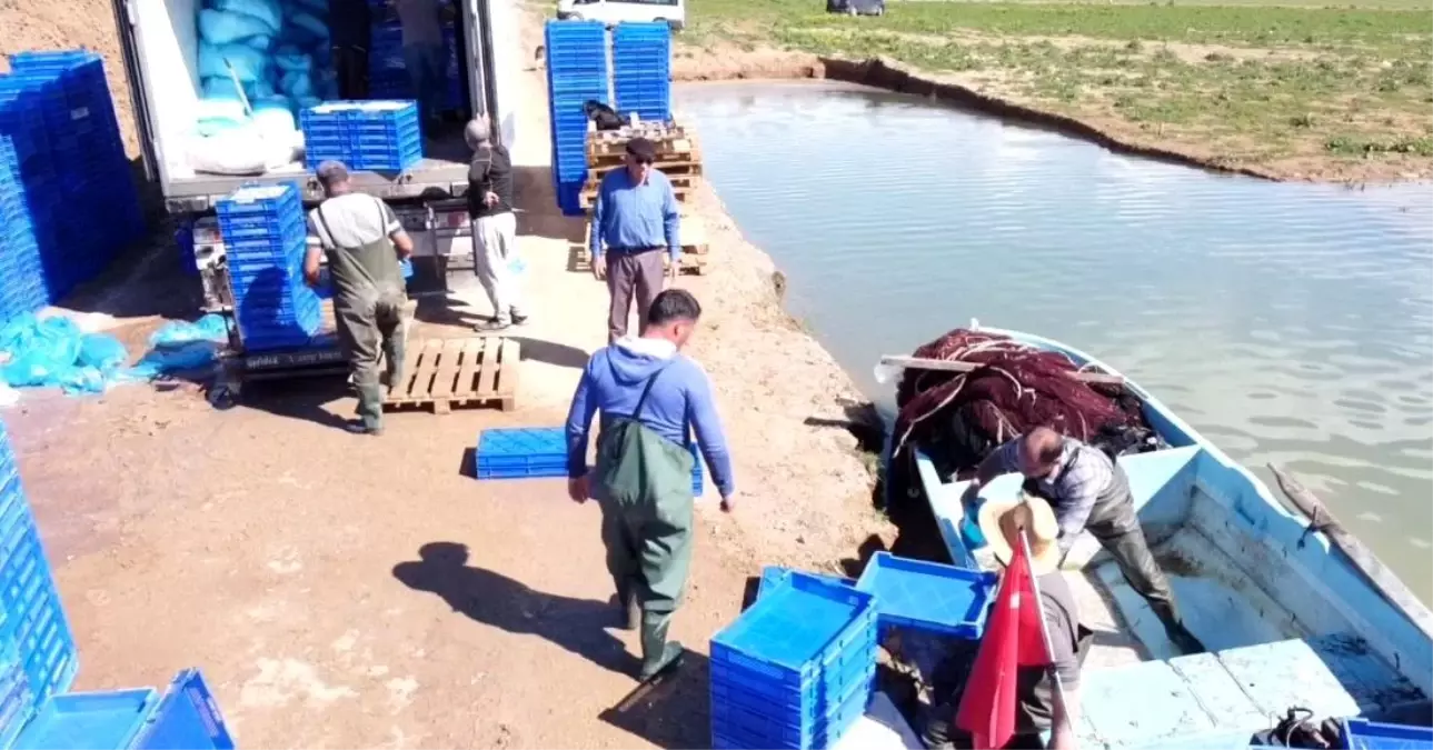 Çekerek Barajı'ndan Avrupa'ya Gümüş Balığı İhracı