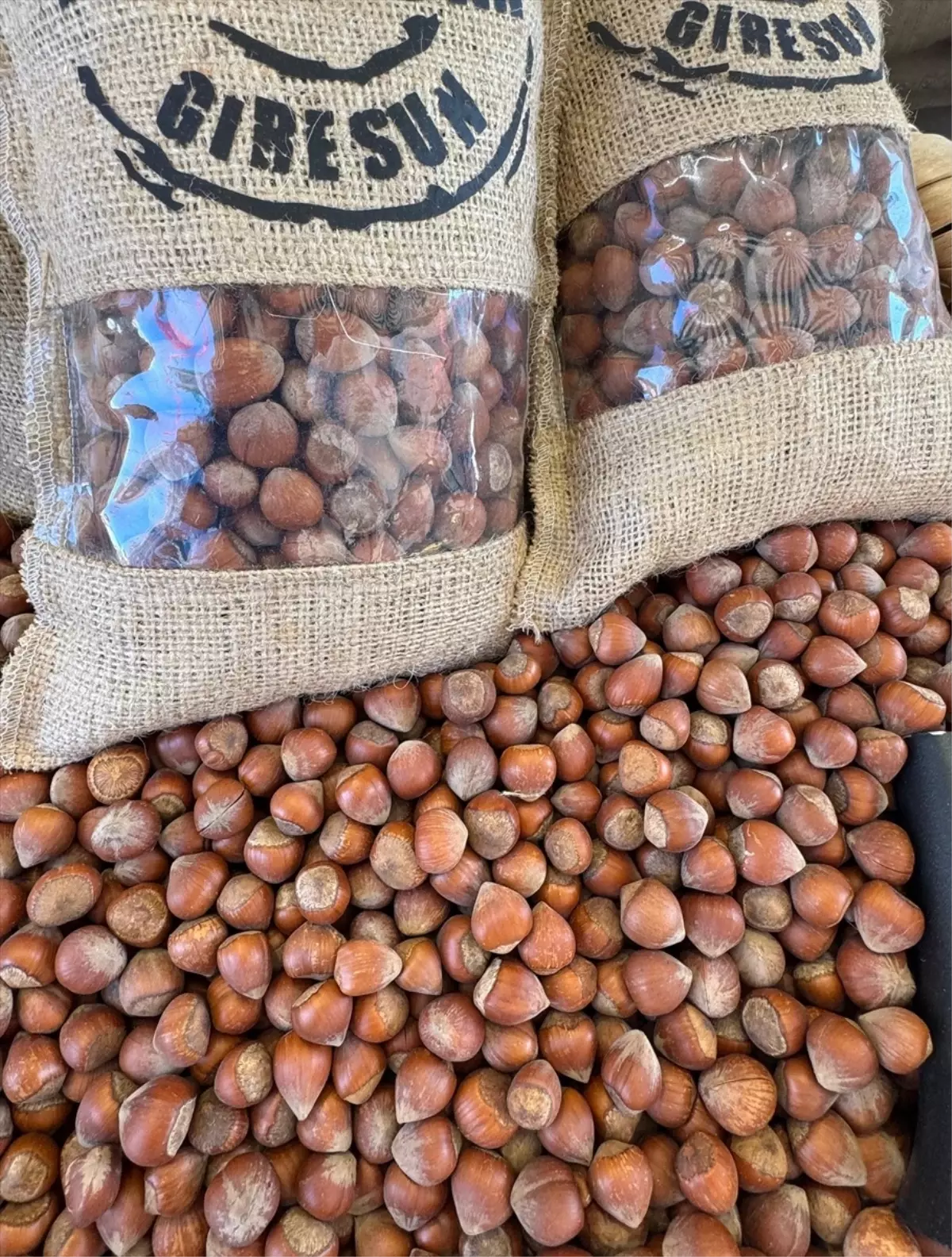 Kahverengi Kokarca Fındığı Tehdit Ediyor