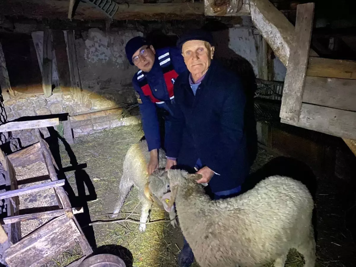 Bilecik'te Kayıp Hayvanlar Bulundu