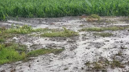 Ceyhan'da Dolu Felaketi: Çiftçilere Destek İstendi
