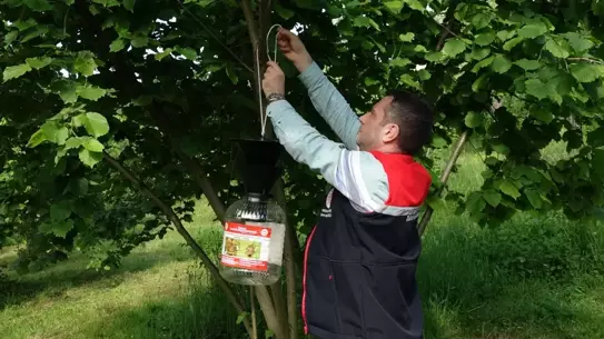 Fındık Bahçelerinde Kahverengi Kokarca Mücadelesi