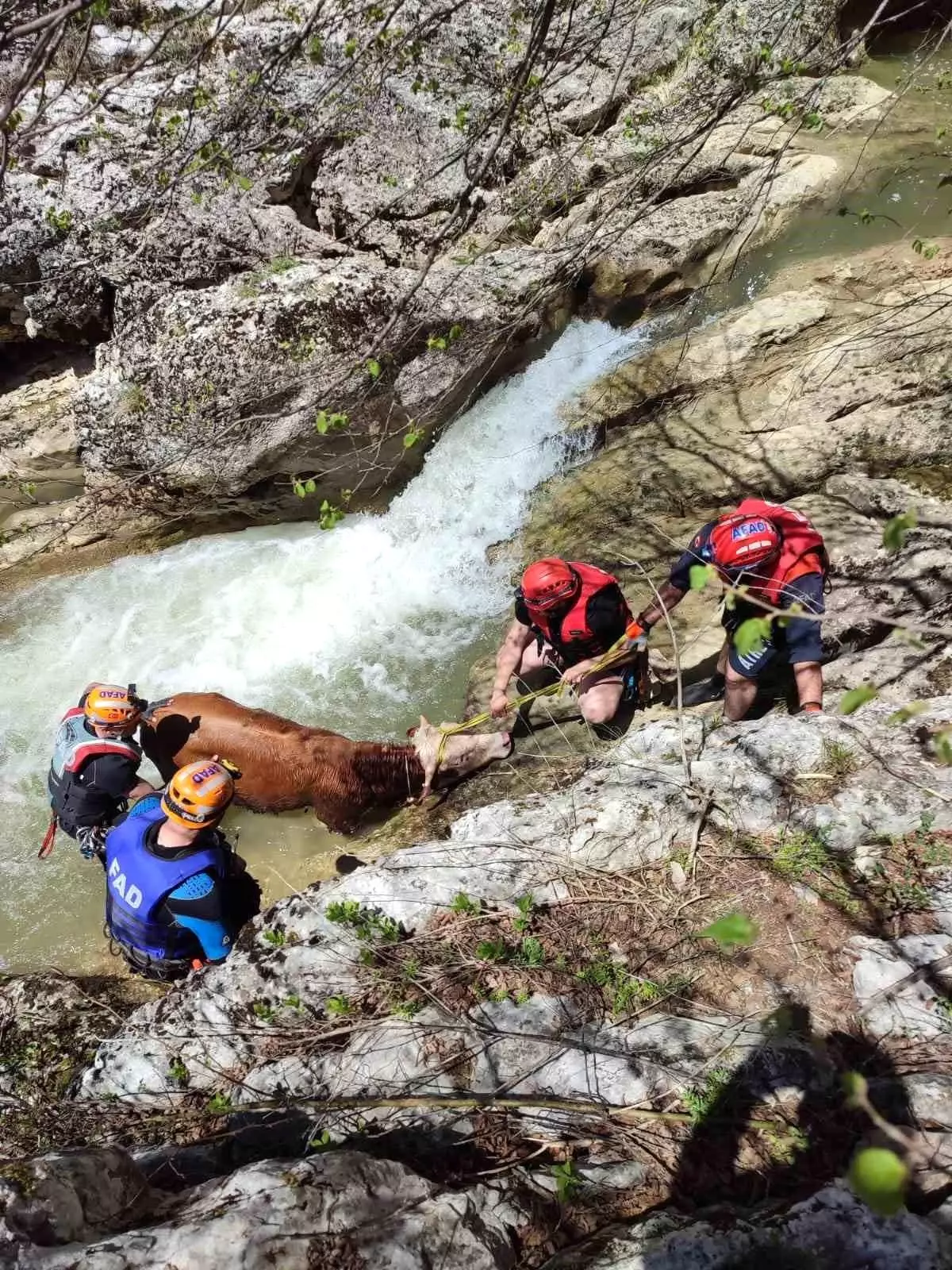 Kastamonu'da Mahsur Kalan Dana Kurtarıldı