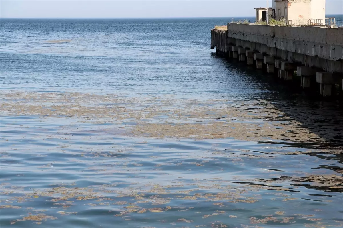 Marmara'da Alg Patlaması
