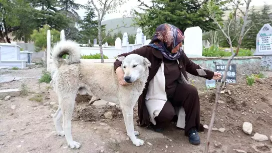Sadık Köpek Garip, Sahibinin Mezarı Başında