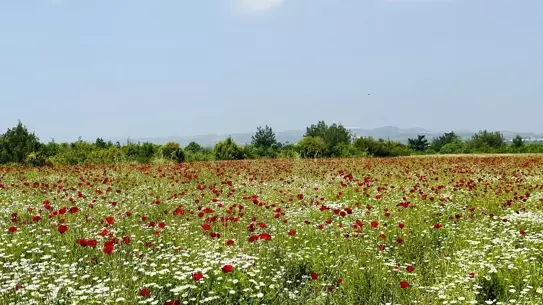 Erzin Tarlaları Çiçeklerle Renklendi