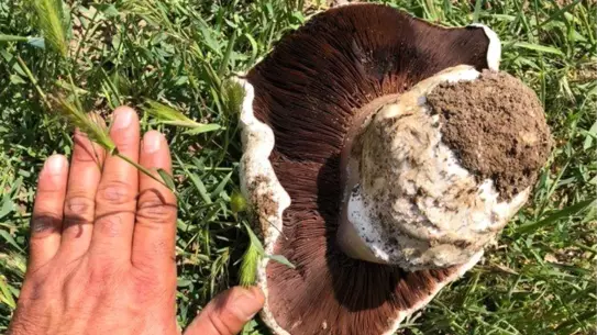 Ankara'da 1 Kilogramlık Dev Mantar Bulundu