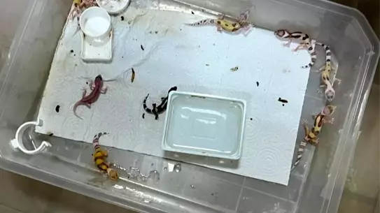 Bursa'da Yasa Dışı Egzotik Türlere Operasyon