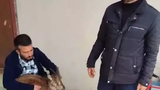 Yaralı Yaban Keçisi Kurtarıldı