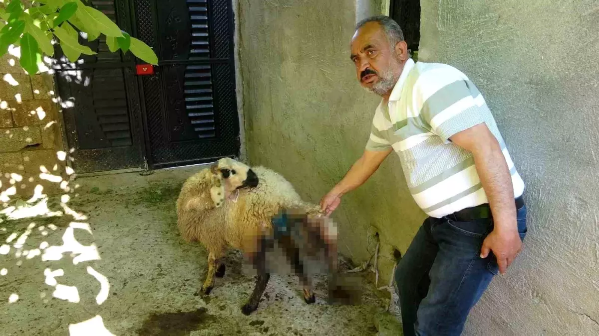 Başıboş Köpekler Hayvanlara Saldırdı