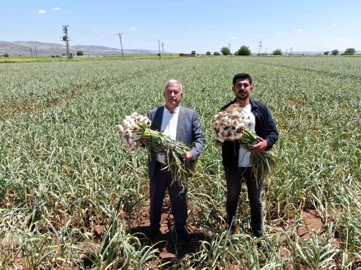 Gaziantep'te Sarımsak Hasadı Başladı