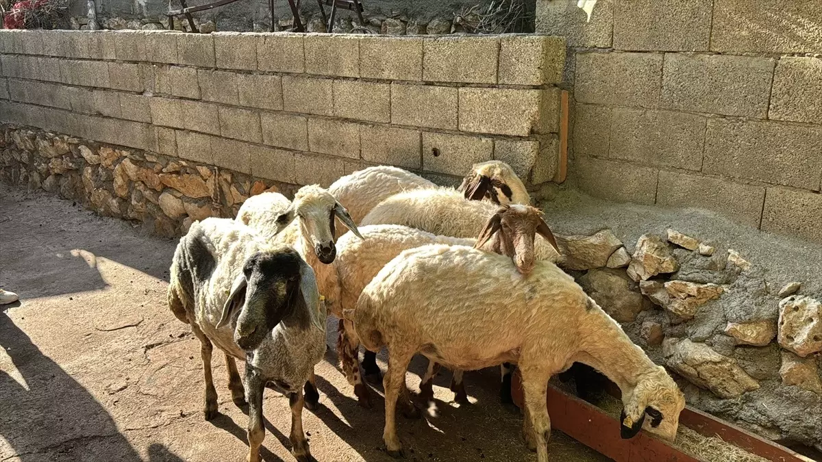 Başlıca Saldırı: 5 Koyun Telef Oldu