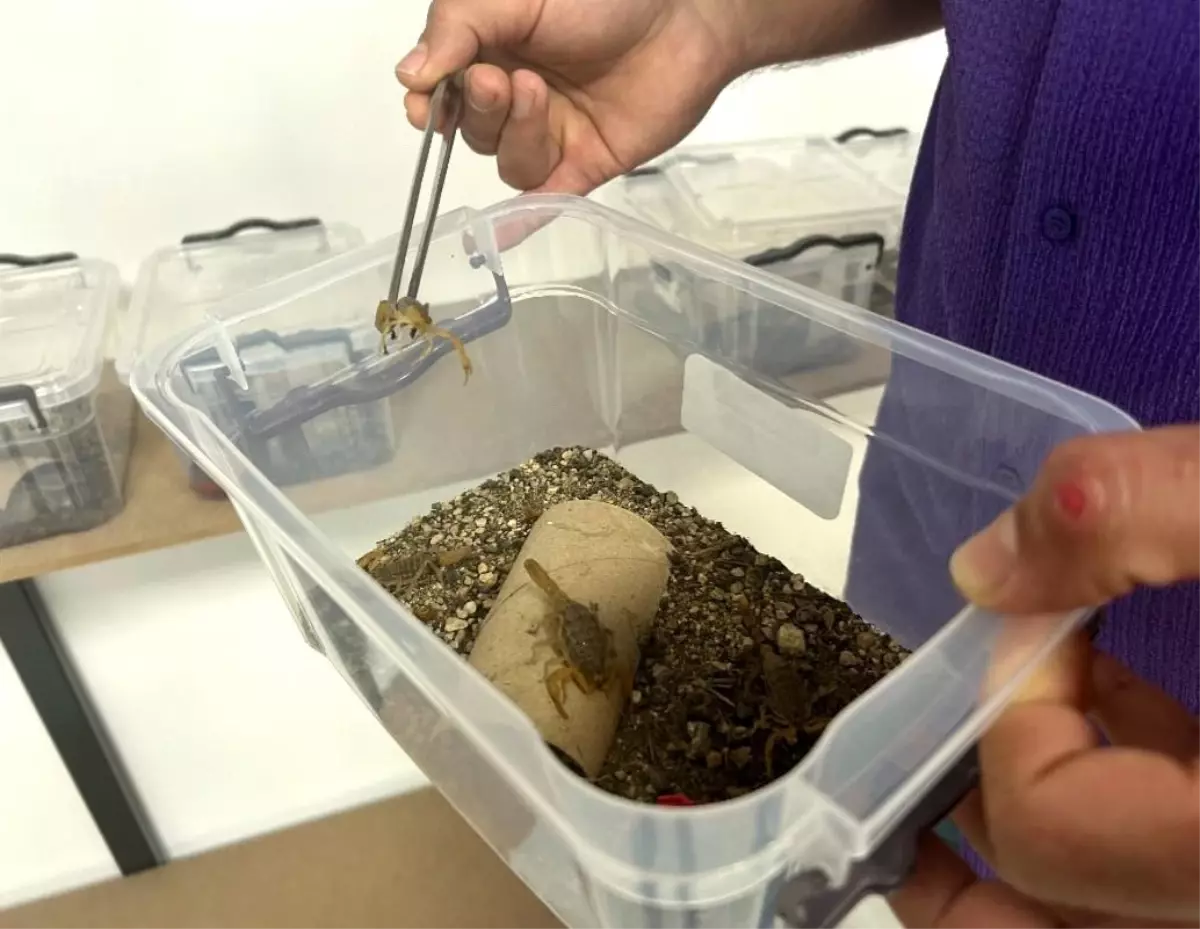 Sarı Akrep İle İlaç Üretimi