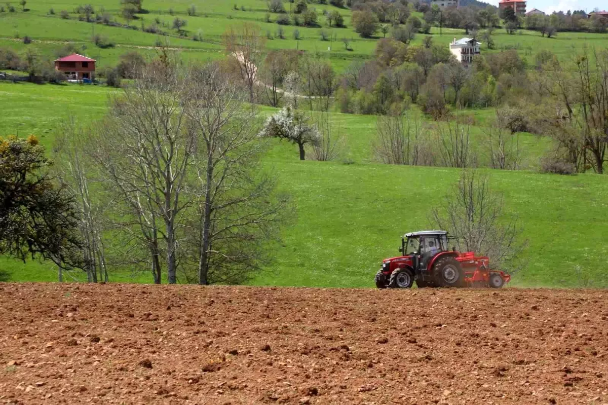 Ordu'da Atıl Araziler Karabuğday ile Tarıma Kazandırılıyor