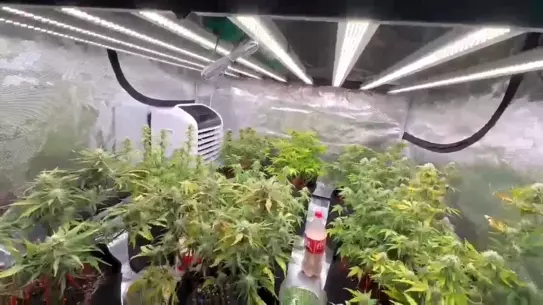 Samsun'da Uyuşturucu Operasyonu