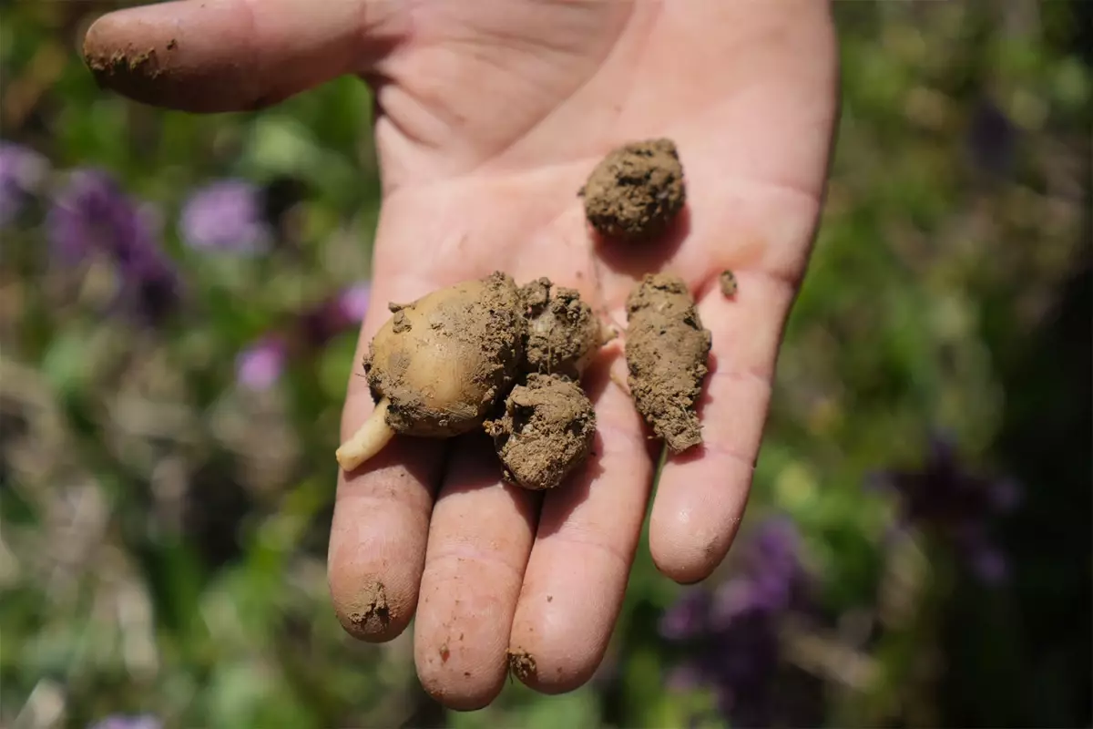 Samsun'da 'Topraktaki Altın' Salep Hasadı Başladı
