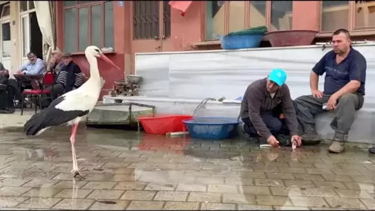 Bilal Leylek, Yuvada Yavrularıyla Sevinç Yarattı