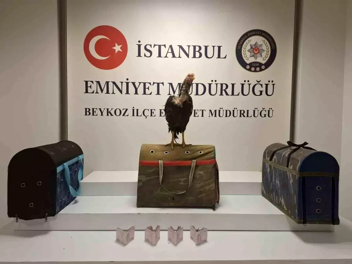 Beykoz'da Horoz Dövüşü Baskını: 21 Kişiye Ceza