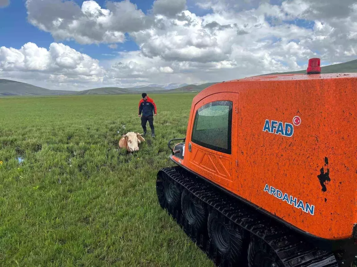 Bataklığa Saplanan İnek Kurtarıldı