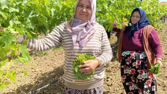 Alaşehir'de Asma Yaprağına İlgi Artıyor
