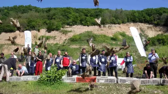 Sülünler Kahverengi Kokarcaya Karşı Doğaya Salındı
