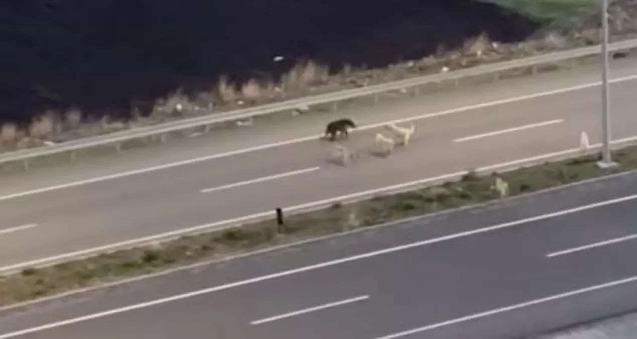 Ardahan'da Bozayı Halı Sahaya Girdi