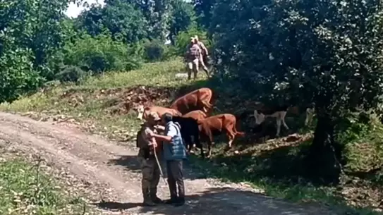 Kaybolan 15 Hayvan Jandarma Tarafından Bulundu